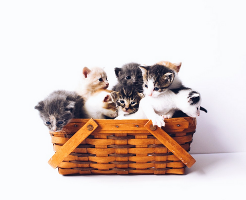 Learn About Different Type of Common Cat Breeds in Malaysia