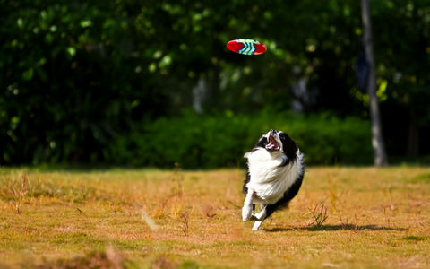 10 Must-Visit Dog Parks in Malaysia: Pet-Friendly Spots for Play & Relaxation