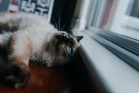 Understanding Cat Behavior: Do Some Cats Need Less Attention? - Tails