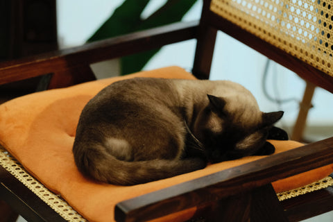 KL's Cutest Cat Cafes That Will Melt Your Heart (and Your Stress)