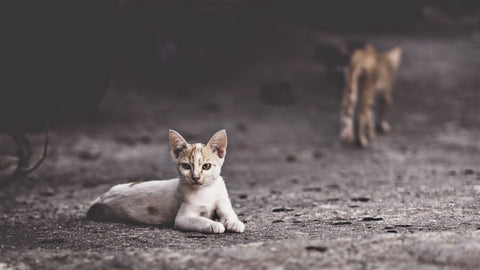 What's the Difference Between A Stray Cat & Feral Cat?