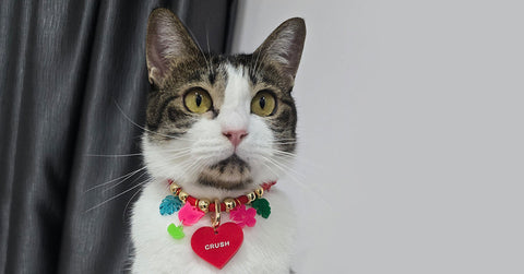 Pet Collar & Tags