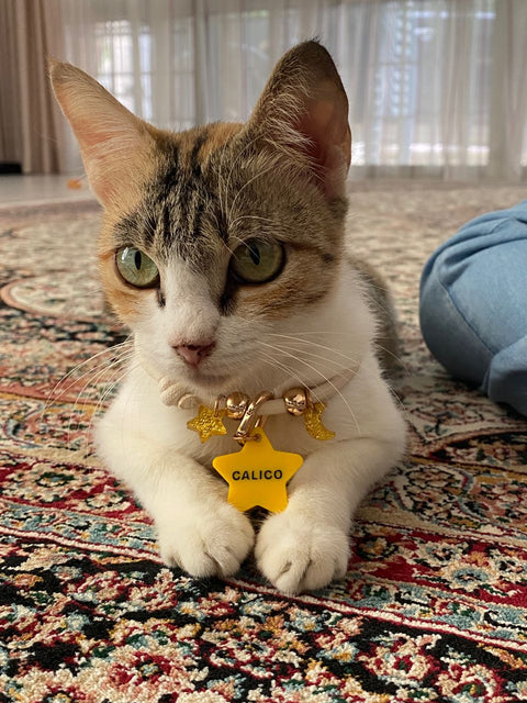 CALICO