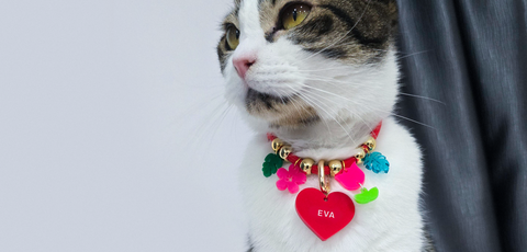 Pet ID Tag & Collar