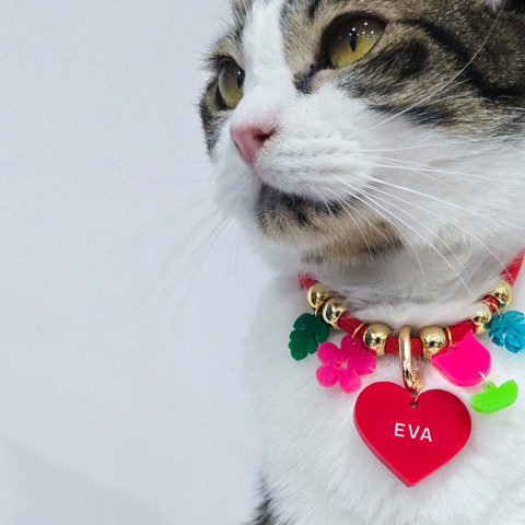 Pet ID Tag & Collar